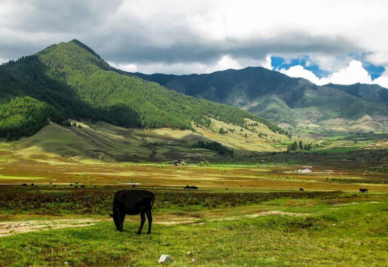 Phobjikha Valley (Gangtey Valley) Image
