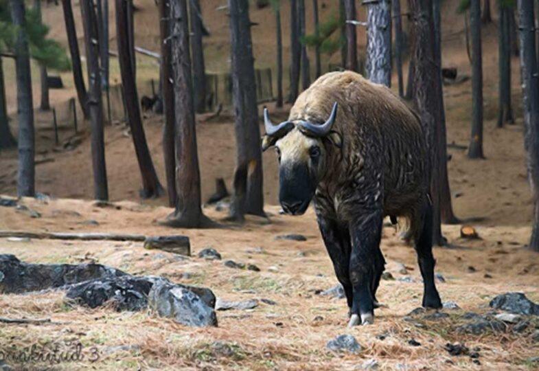 Motithang Takin Preserve Image