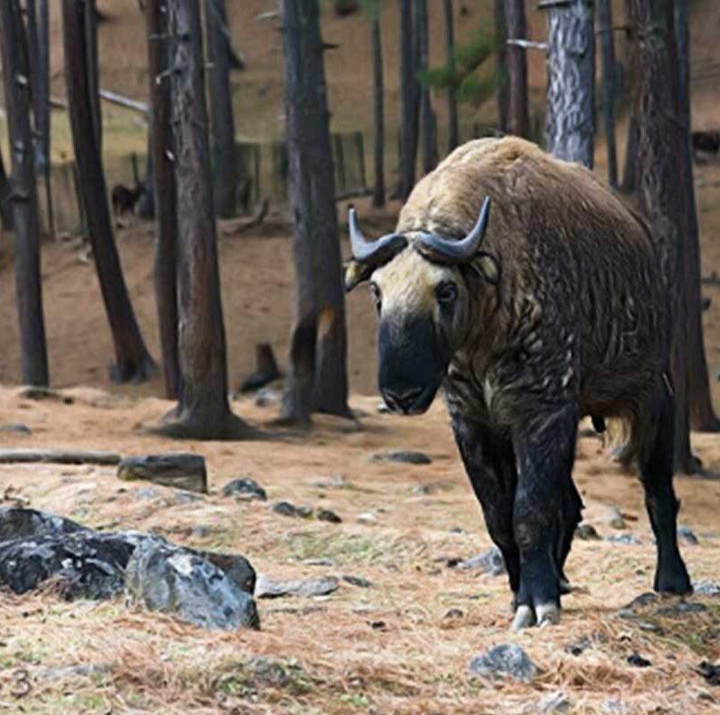 Motithang Takin Preserve
